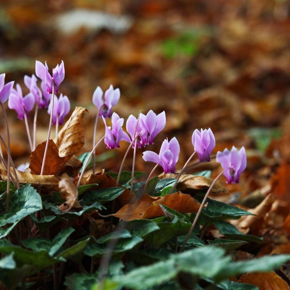 Bulbe de cyclamen coum sachet de 3 bulbes