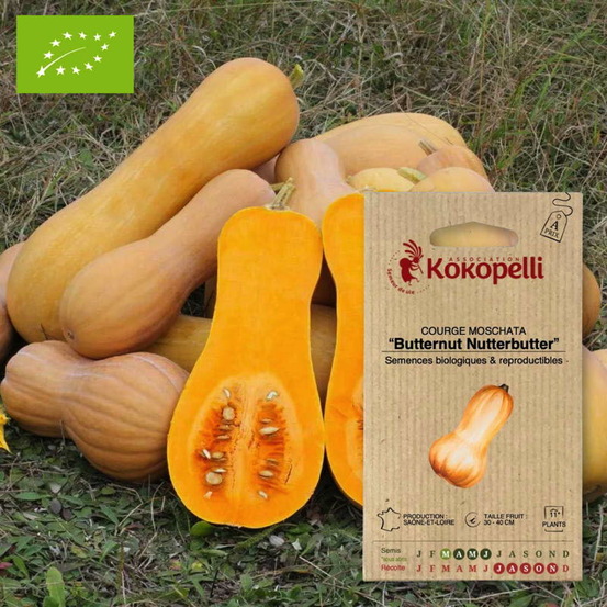 Courge moschata butternut nutterbutter- graines bio à semer