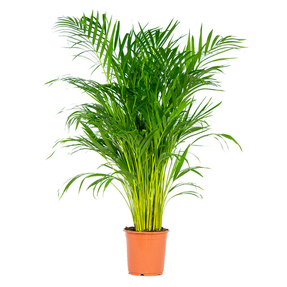 Dypsis lutescens - palmier areca - plantes d’intérieur - hauteur 100-110 cm - pot 21 cm