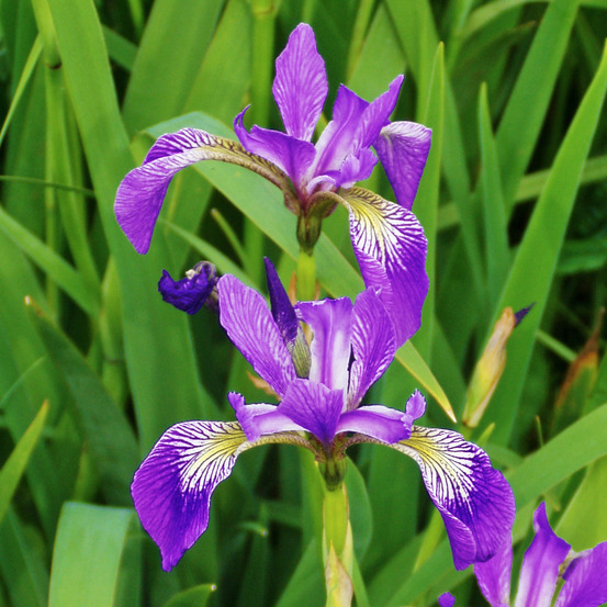Iris versicolor 'kermesina' godet de 8/9 cm