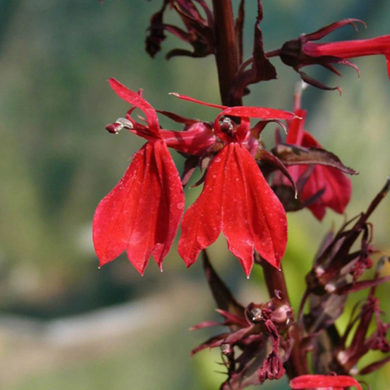 Lobelia elmfeuer lot de 3 godets