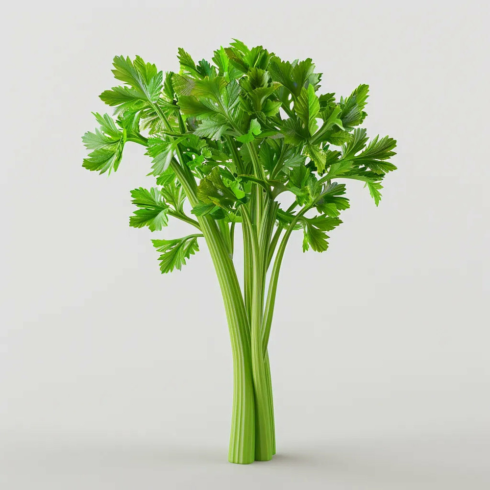 250 graines de céleri branche - semisauvage permaculture