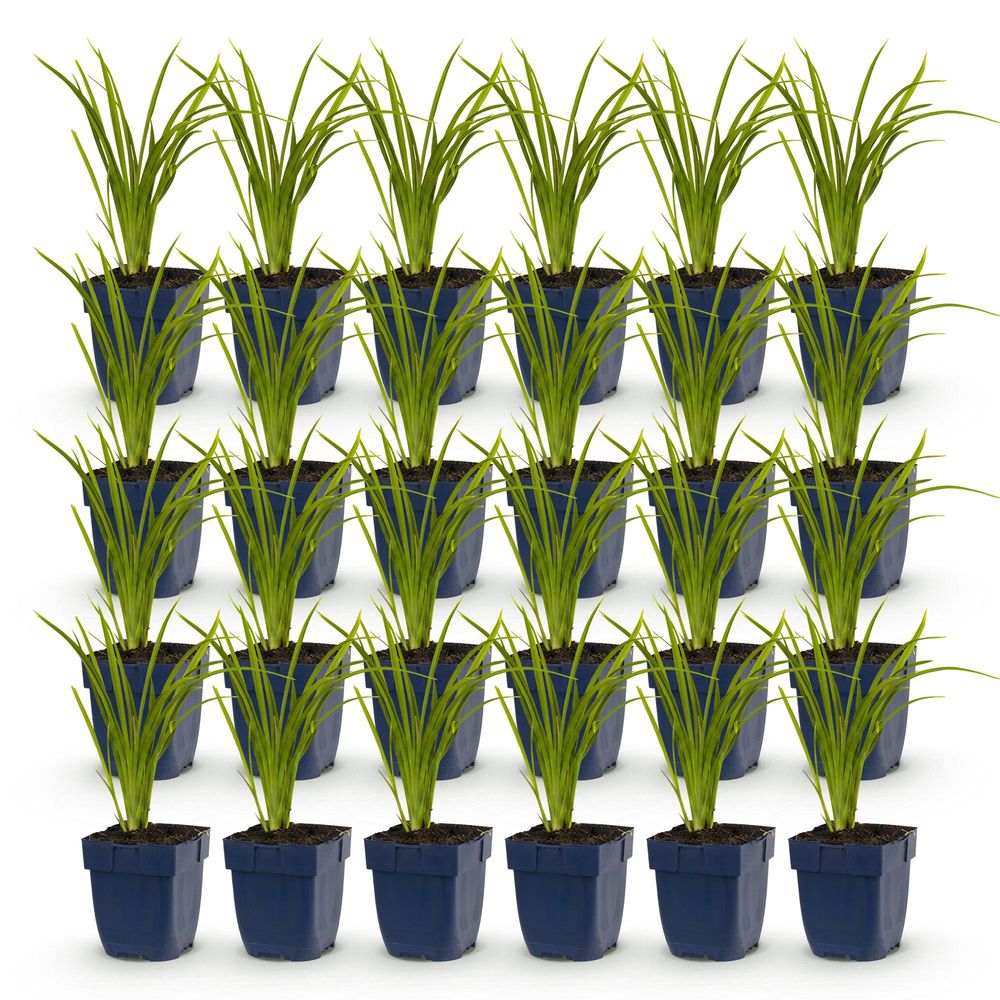 Hémérocalle 'autumn red' - lot de 24 - pot 11 cm - hauteur 25 cm - plante d'extérieur