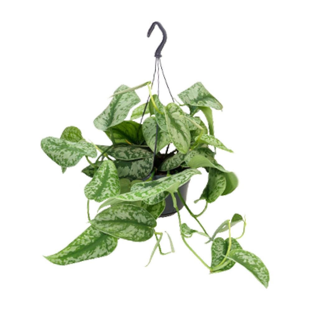 Scindapsus pictus trebie - ø15cm - ↕25cm - ø15cm - ↕25cm - plantes d'intérieur