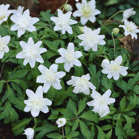 10 x anemone vestal - bulbes à fleurs de printemps