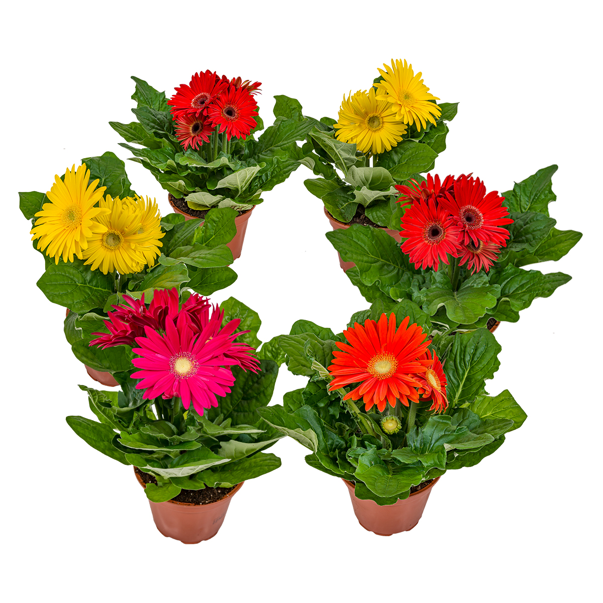 Gerbera mélangé en couleur par 6 pièces - plante d'intérieur et d'extérieur en pot de pépinière ⌀12 cm - ↕25-30 cm
