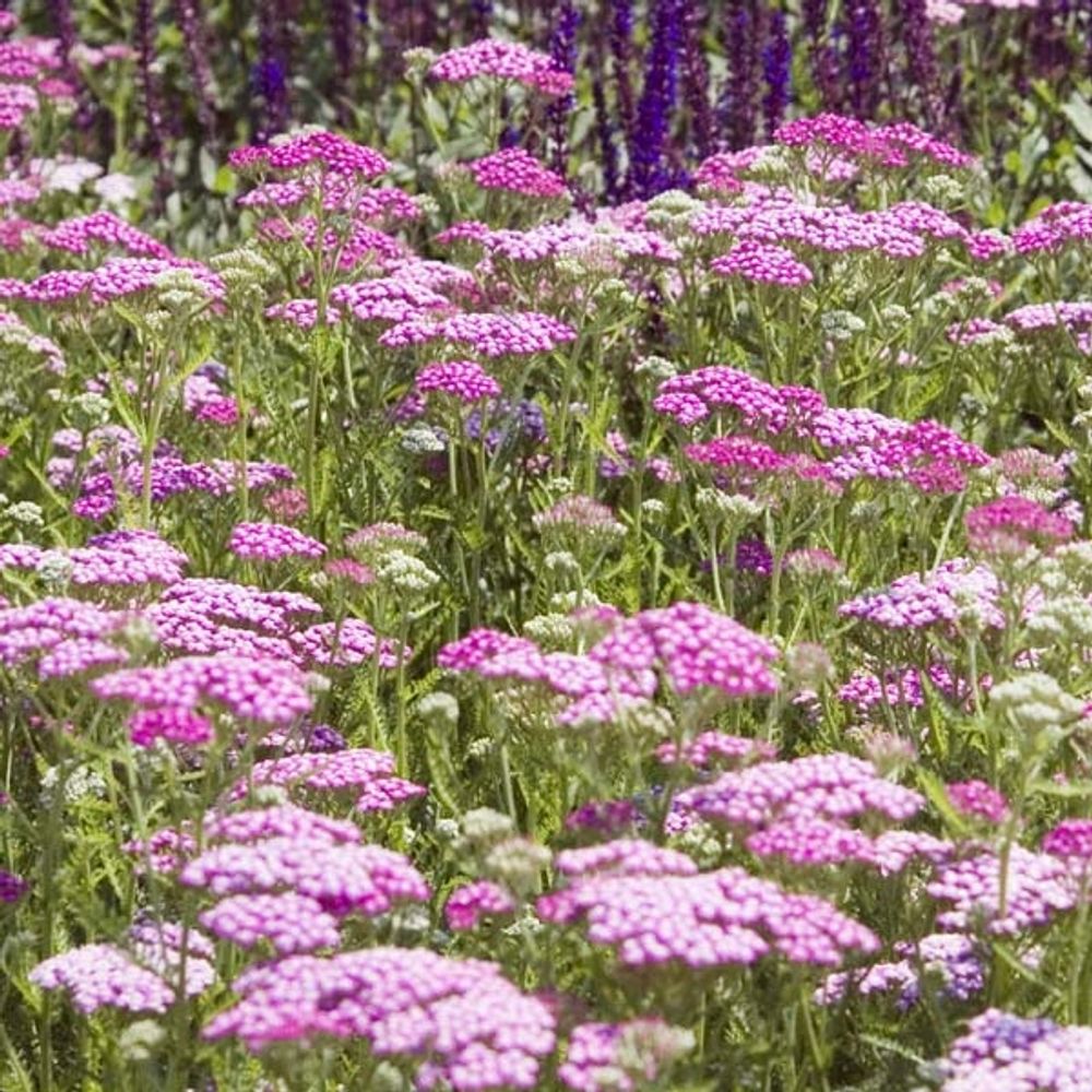 Achillée millefeuille 'lilac beauty' pot de 2l/3l