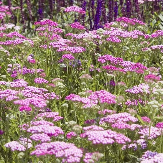 Achillée millefeuille 'lilac beauty' pot de 2l/3l