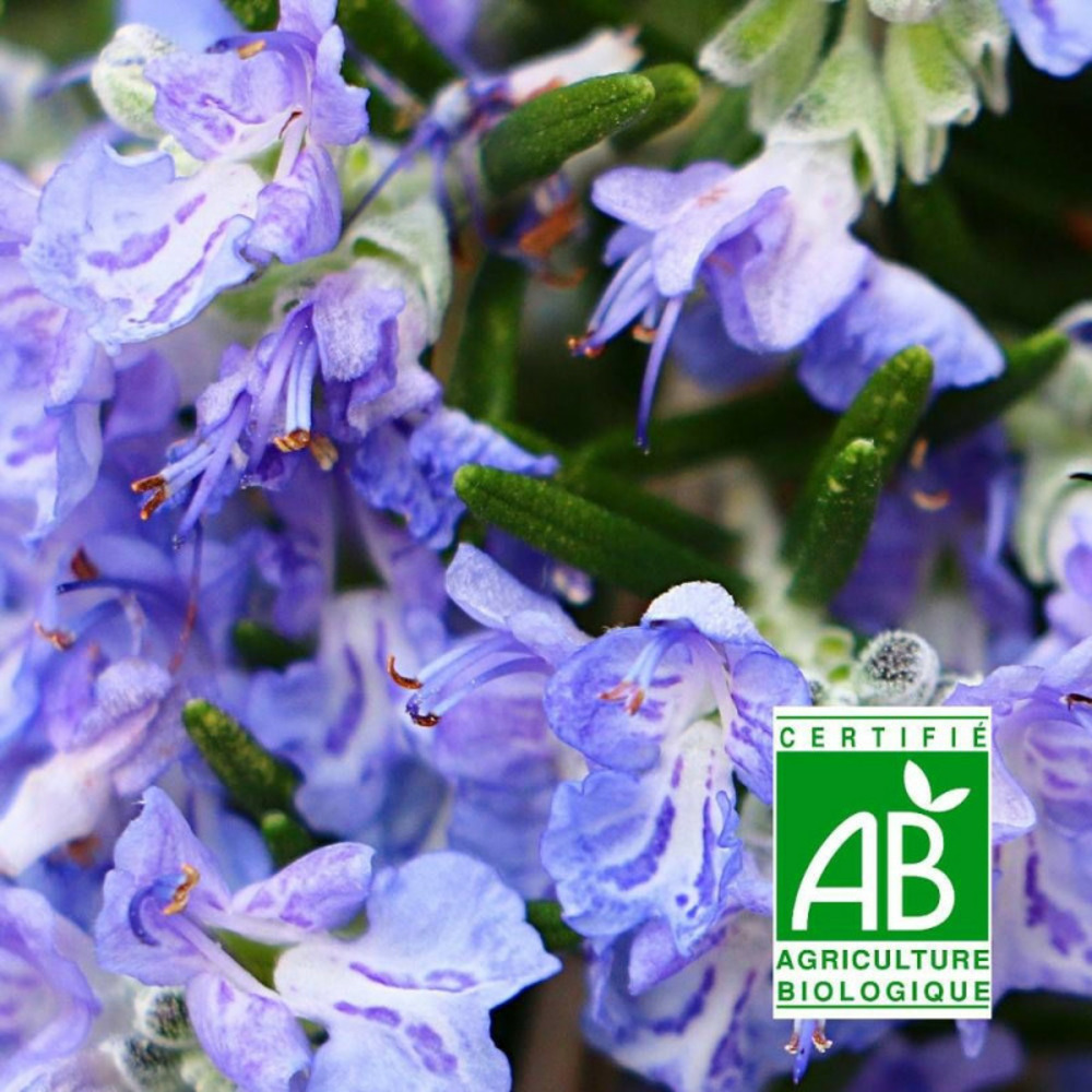 Romarin sappho - sans traitement godet - 5/20 cm