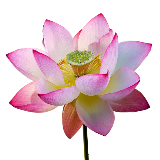 6 graines de lotus sacré (nelumbo nucifera) - semisauvage permaculture