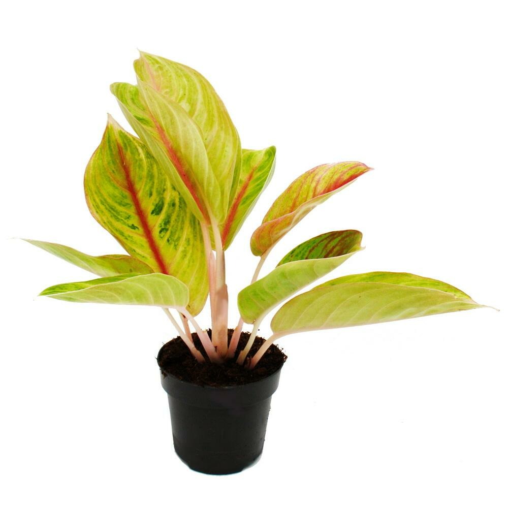Aglaonema rose parakeet - filament d'épi bigarré - variétés insolites - 12cm - hauteur env. 25-30cm