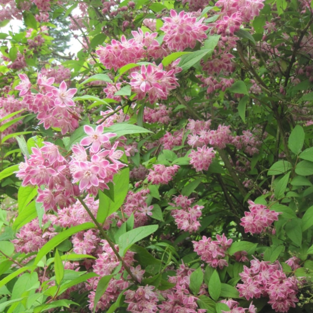 Deutzia 'strawberry fields' pot de 2l/3l