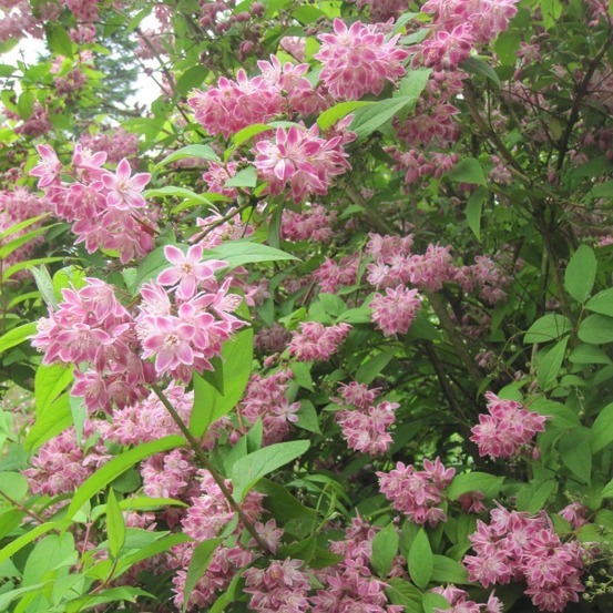 Deutzia 'strawberry fields' pot de 2l/3l