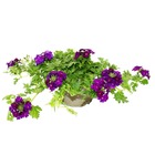 Suspension verveine - verbena - pot 12cm - set de 3 plantes - mélange de couleurs