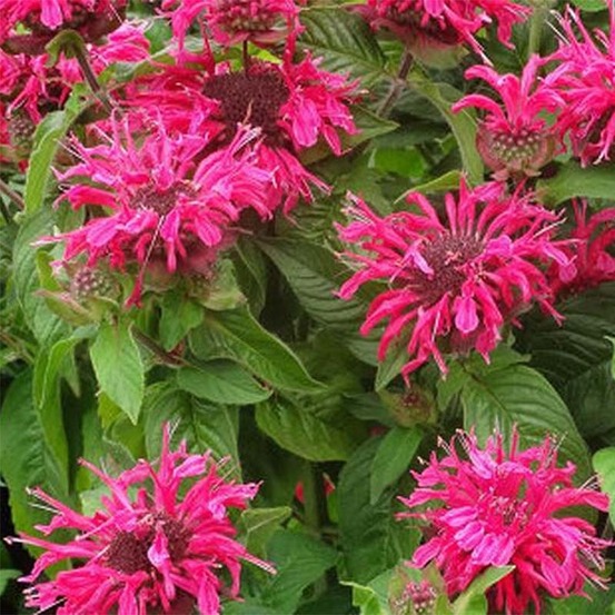 Monarde 'pink lace' godet de 7/8 cm