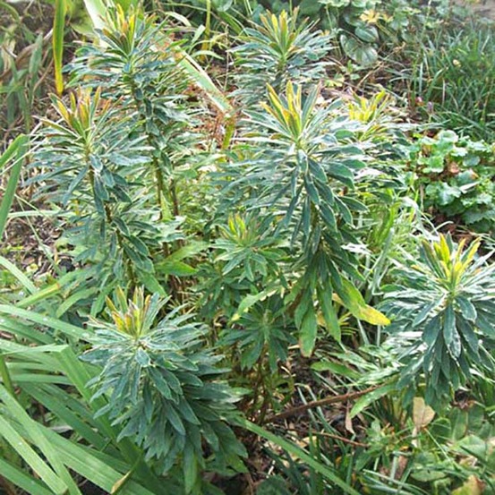 Euphorbe de martin pot de 2l/3l