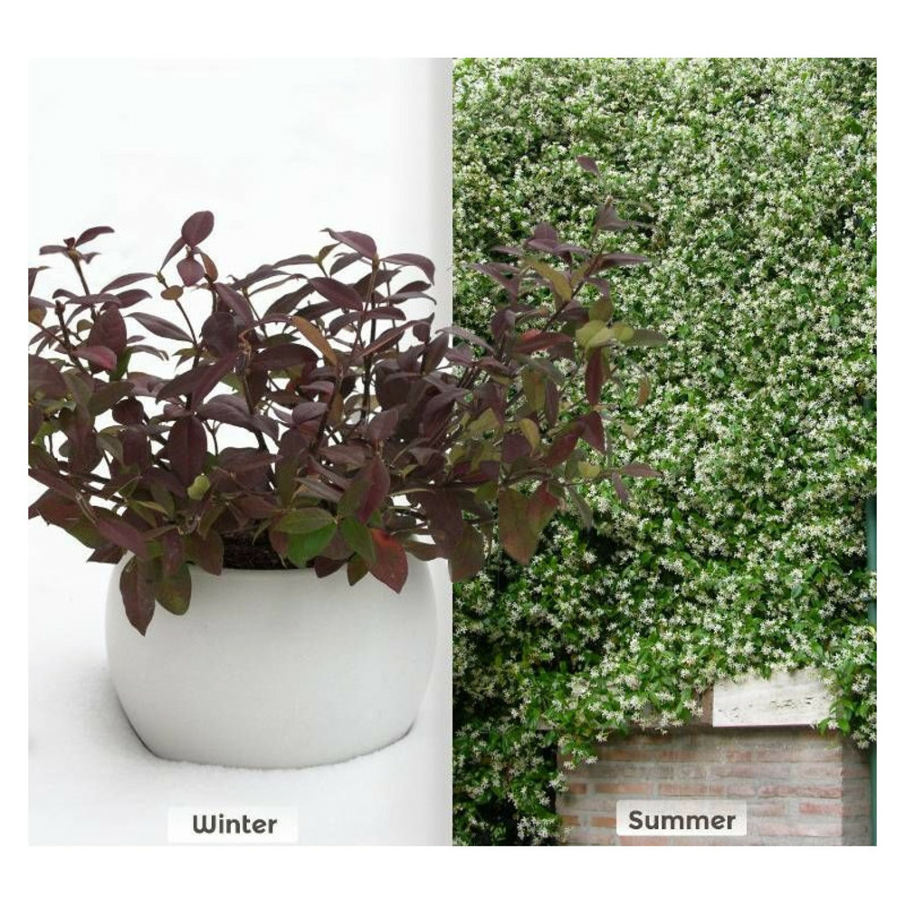 Jasmin étoilé winter ruby® 'trared' pot de 6l - tipi bambou 90/150 cm