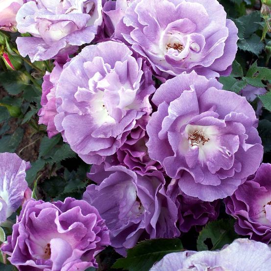Rosier à fleurs groupées 'pacific dream' pot de 4l/5l