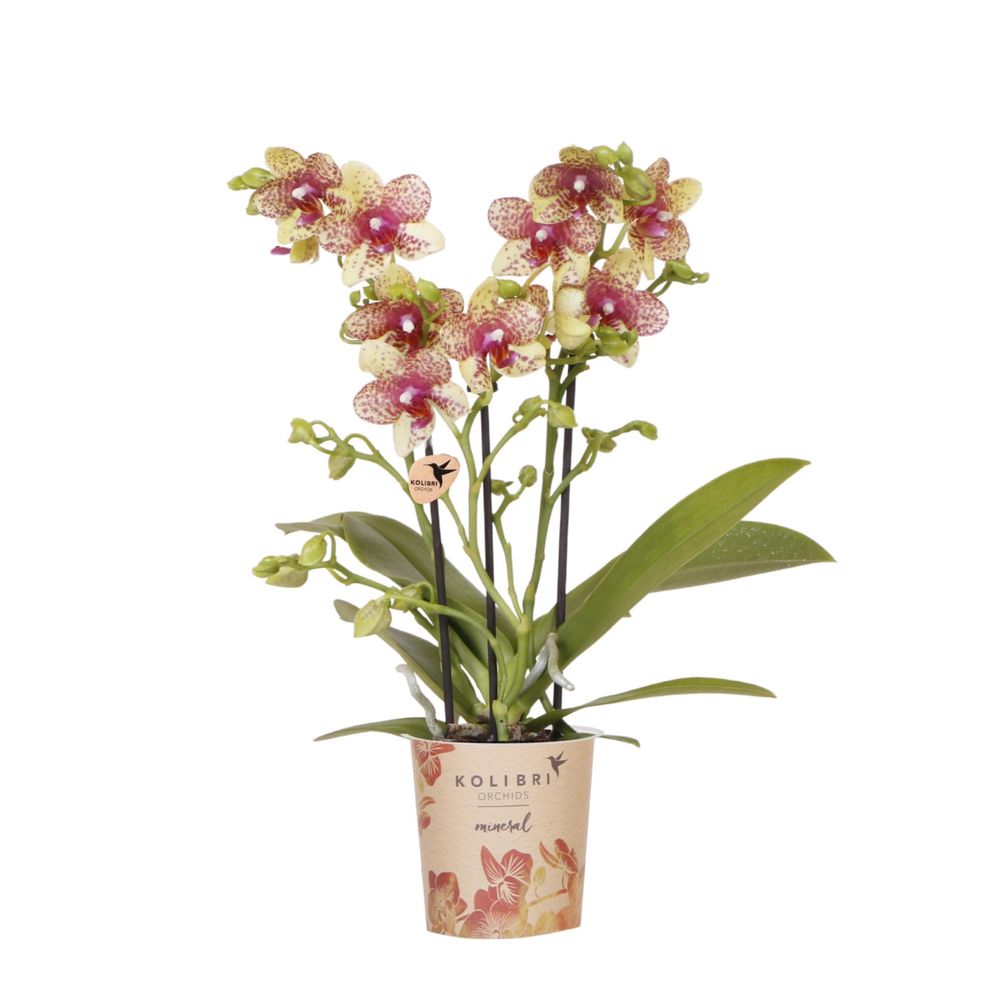 Orchidée phalaenopsis 'grosseto' orange-jaune (phalaenopsis) - pot de 9cm - plantes d'intérieur