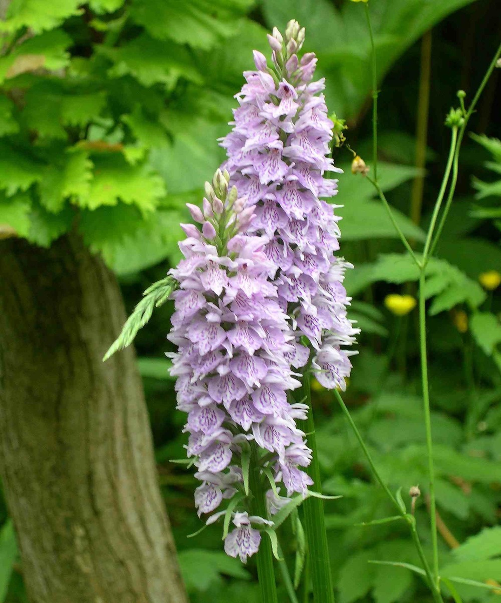 Dactylorhiza fuchsii pot de 1 litre - 0/80 cm