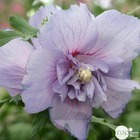 Hibiscus blue chiffon c. 7,5l