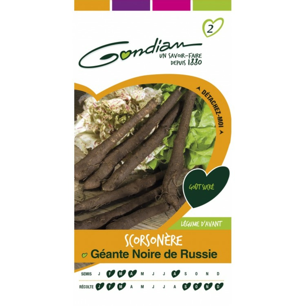 Scorsonere géante noire de russie