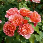 Rosier buisson orange rose 'Jean Cocteau® 'Meikokan' : en motte
