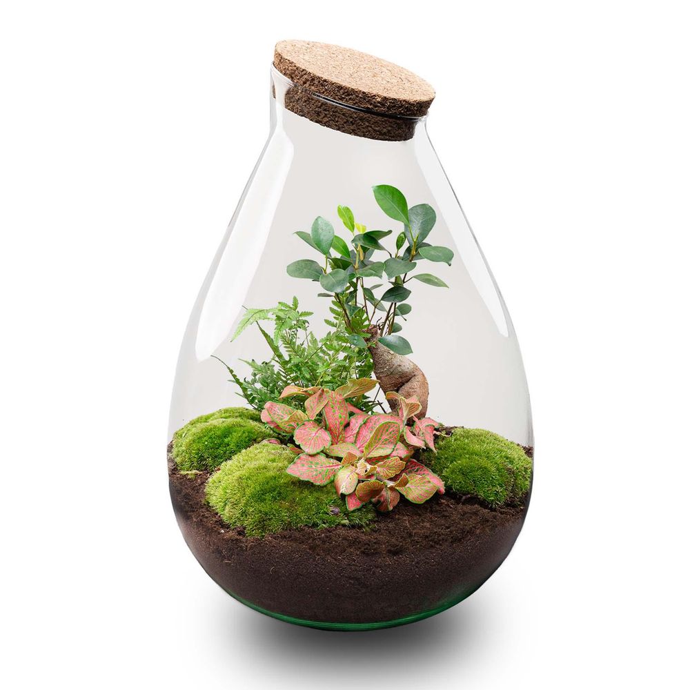 Terrarium à composer goutte en verre recyclé - ø29-h37cm - sans outils - terrarium diy