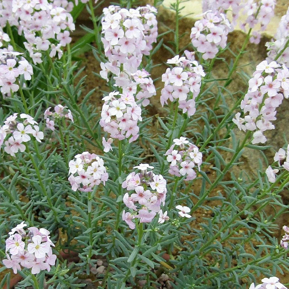 Aethionema cordifolium lot de 9 godets