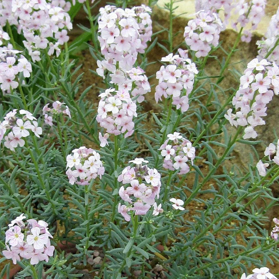 Aethionema cordifolium lot de 9 godets