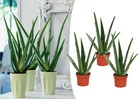 Aloe vera - set de 3 - succulentes - ⌀10,5cm - hauteur 25-40cm