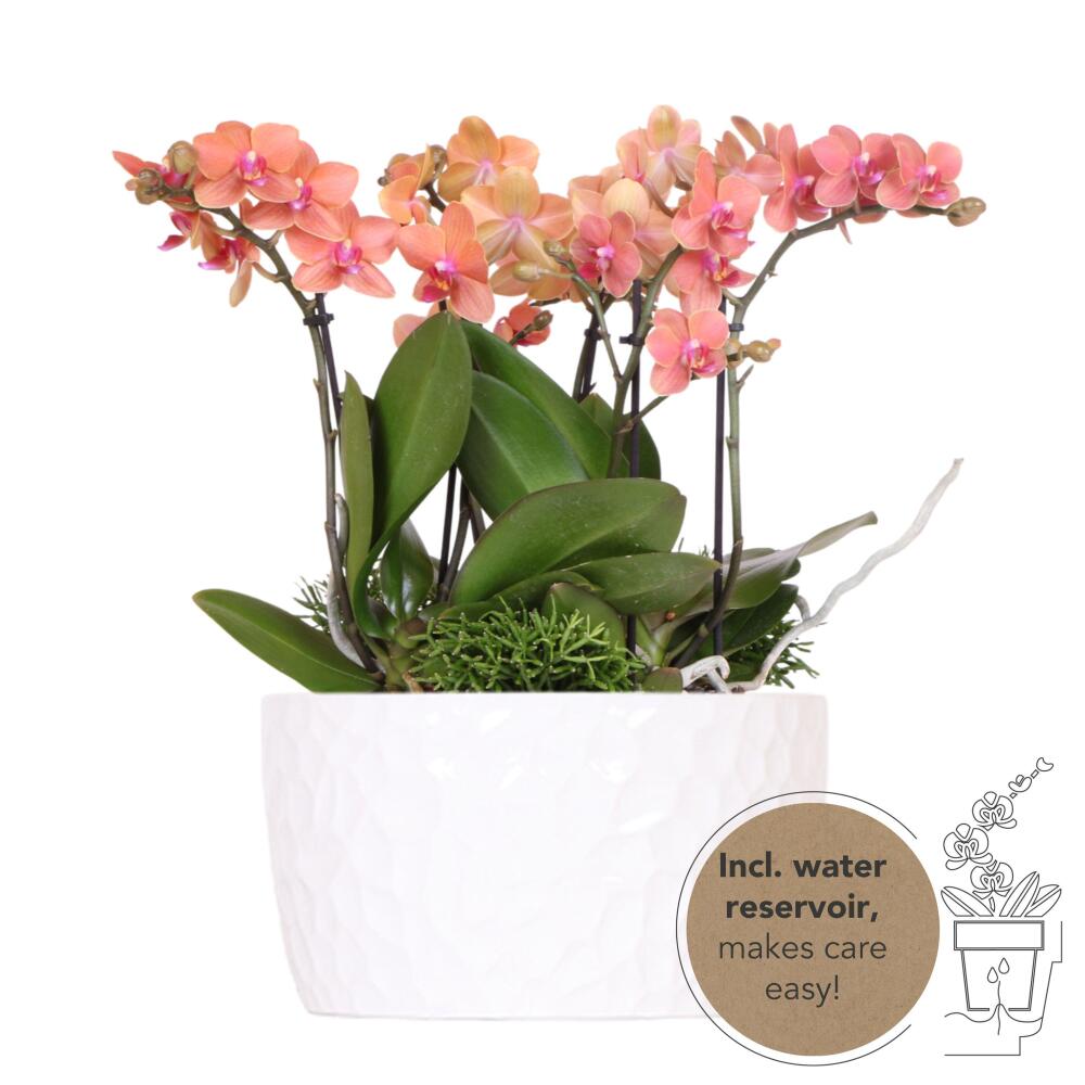Set de plantes orange dans une coupe à miel, réservoir d'eau inclus - trois orchidées orange bozen 9cm