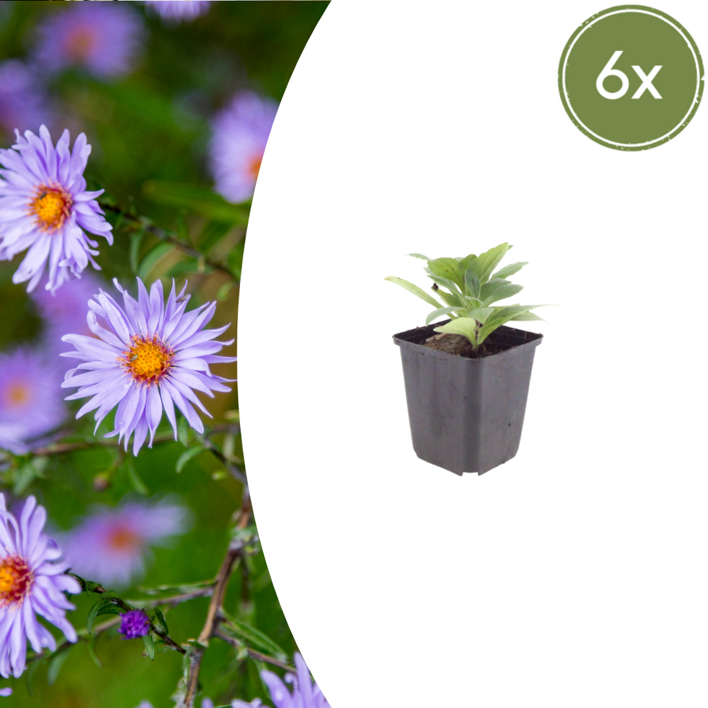 Lot de 6 - aster (aster × frikartii) 'frikarti'