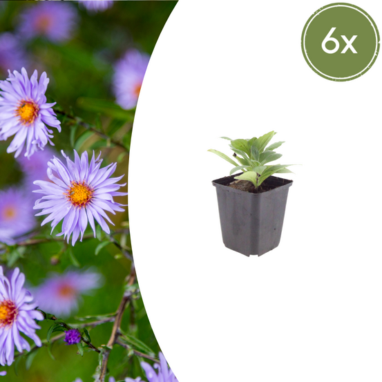Lot de 6 - aster (aster × frikartii) 'frikarti'