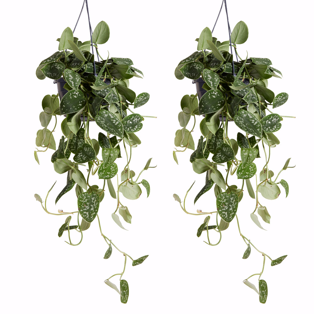 Lot de 2 scindapsus pictus ‘silver’ - plante retombante/grimpante - 20-25 cm - pot 15 cm