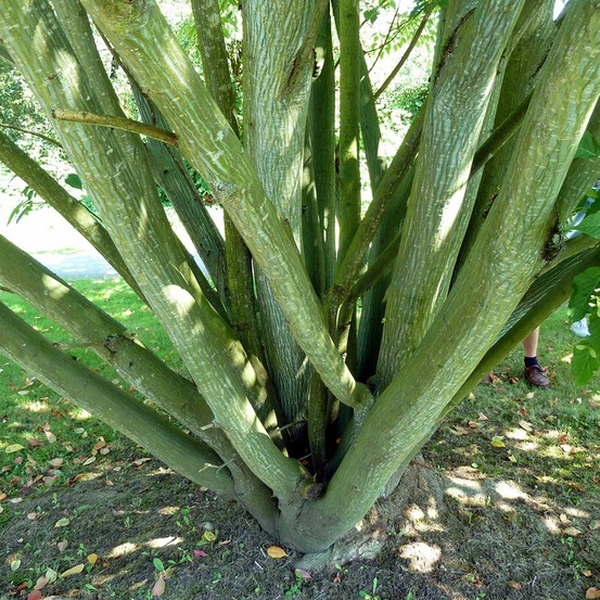 Érable de david pot de 4l/5l