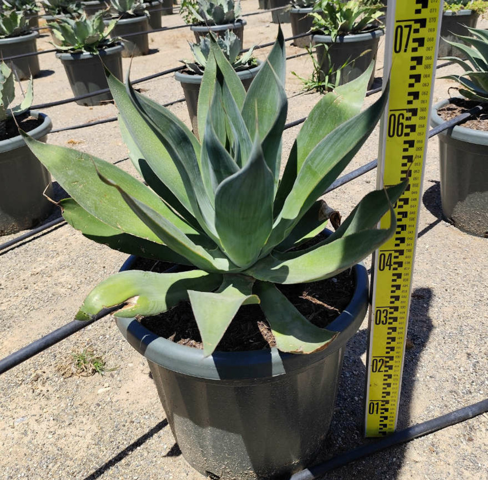 Agave attenuata blue flame pot de 25l - 70/90cm
