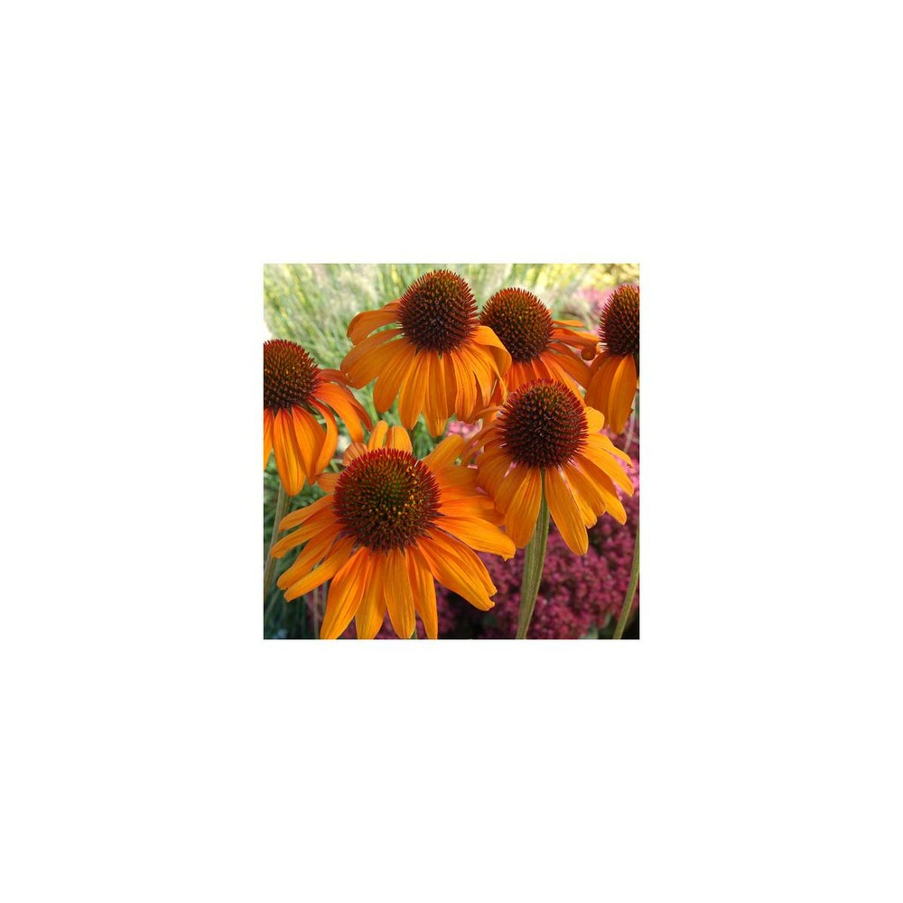 Échinacée tiki torch®/echinacea x tiki torch®[-]godet