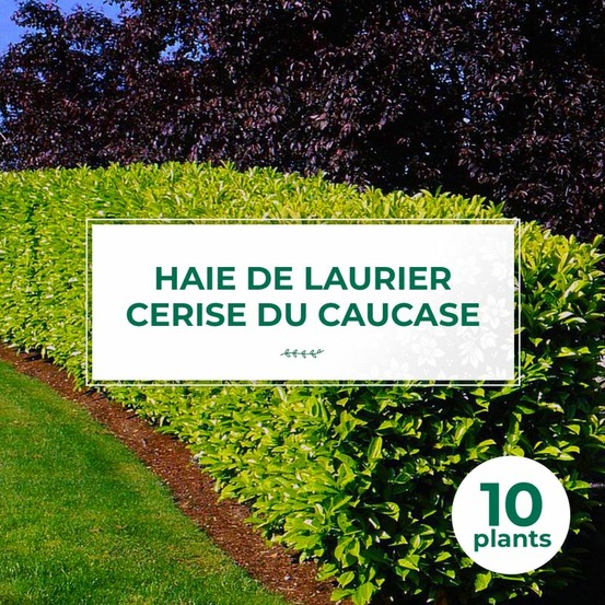 10 laurier cerise du caucase (prunus laurocerasus caucasica) - haie de laurier du caucase