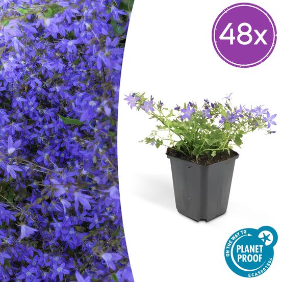 Lot de 48 - campanula poscharskyana 'stella' - h10-25 cm