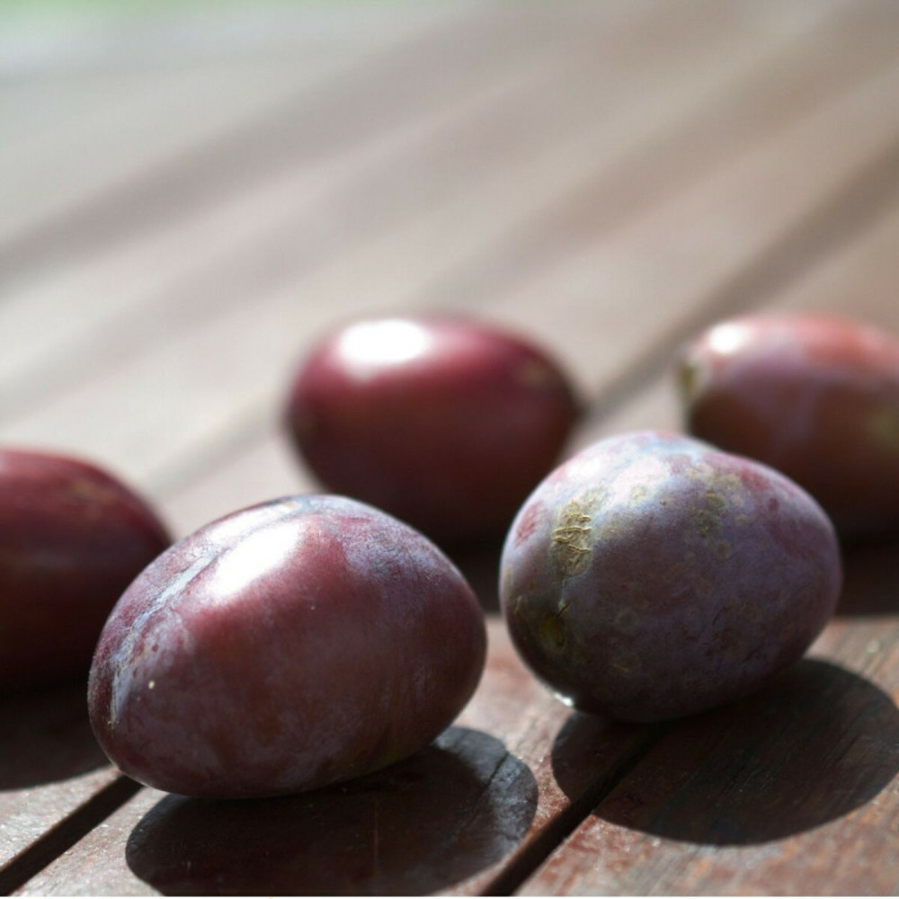 Prunier ente pot de 15l - 1/2 tige - 150/175 cm