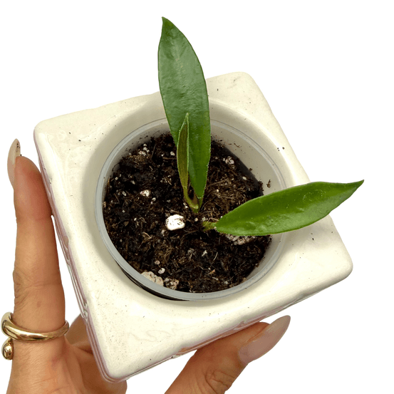 Hoya stoneana ipps00132 - pot de 6cm - plantes d'intérieur
