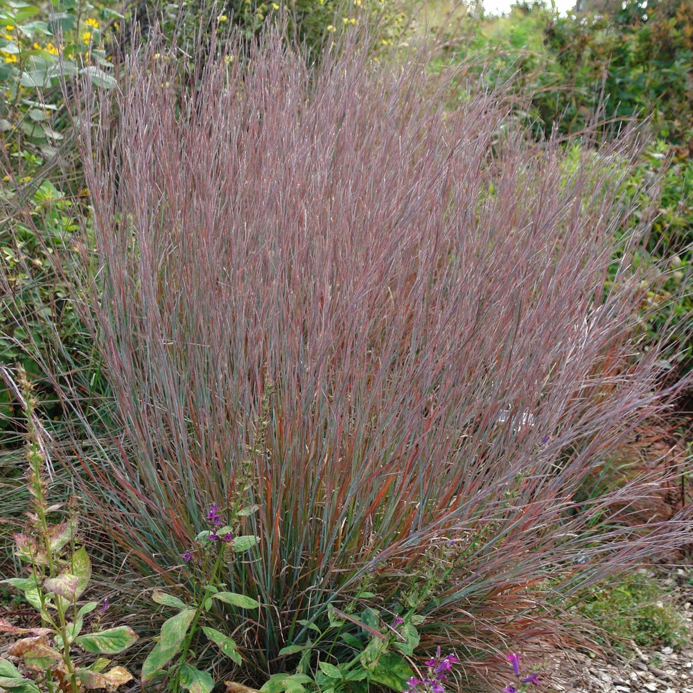 Schizachyrium scoparium 'standing ovation' godet de 8/9 cm