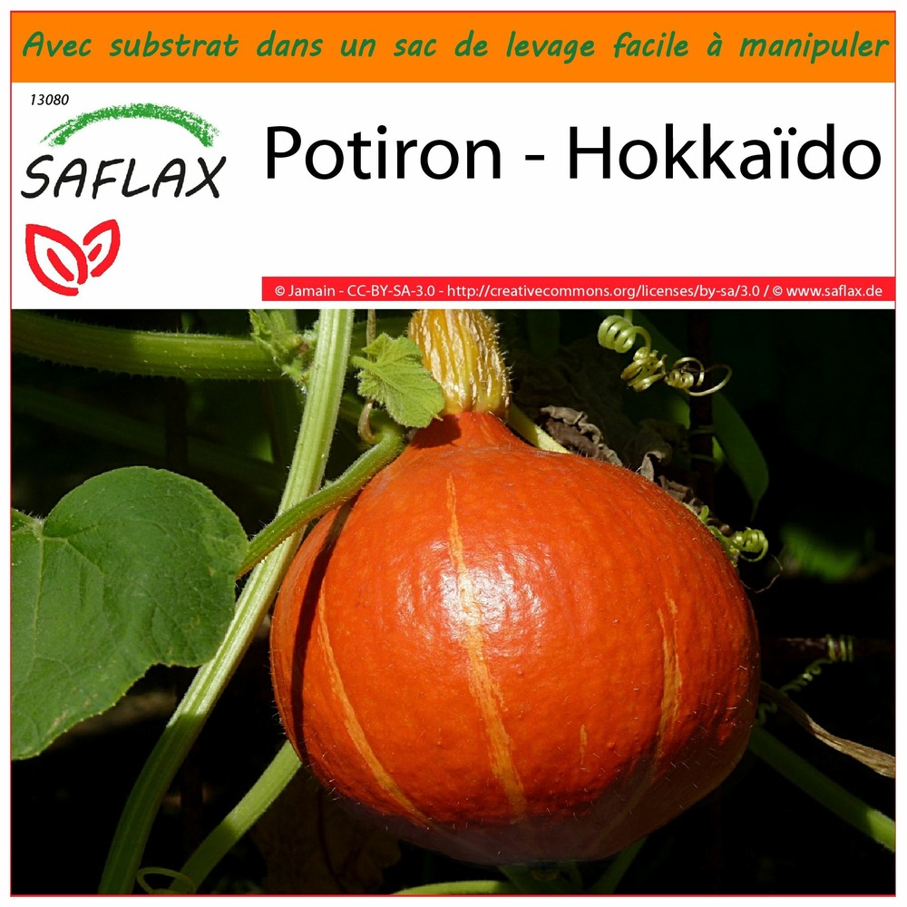 Garden in the bag - potiron - hokkaïdo - 10 graines - cucurbita maxima