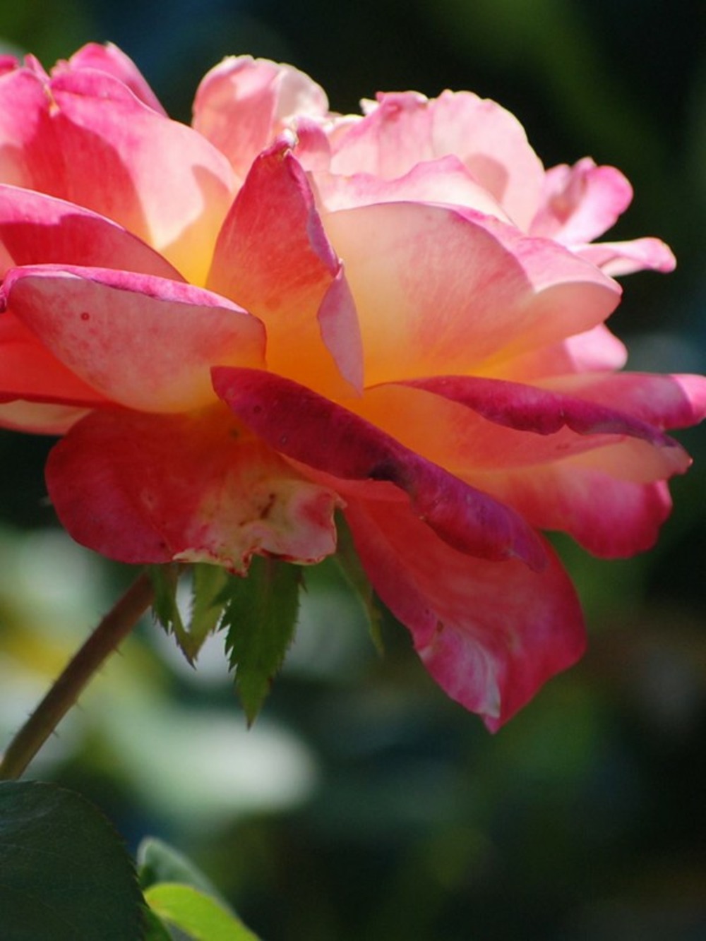 Rosier thé moderne 'pullman orient express' racines nues en motte