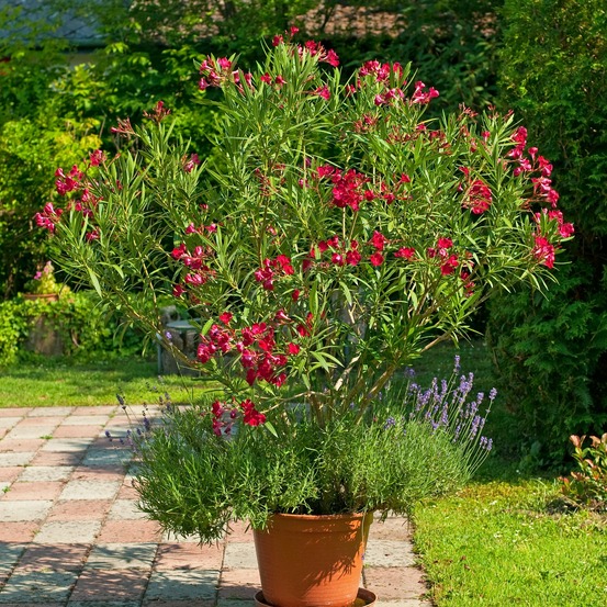 Laurier-rose rouge - le pot / 1l / hauteur livrée 20-30cm