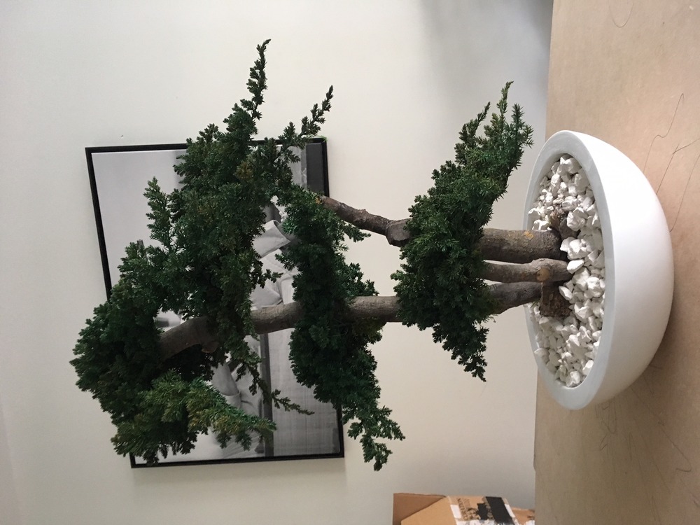 Bonsaï procumbens naturel stabilisé - arbre stabilisé - plante d'intérieur - 70 cm