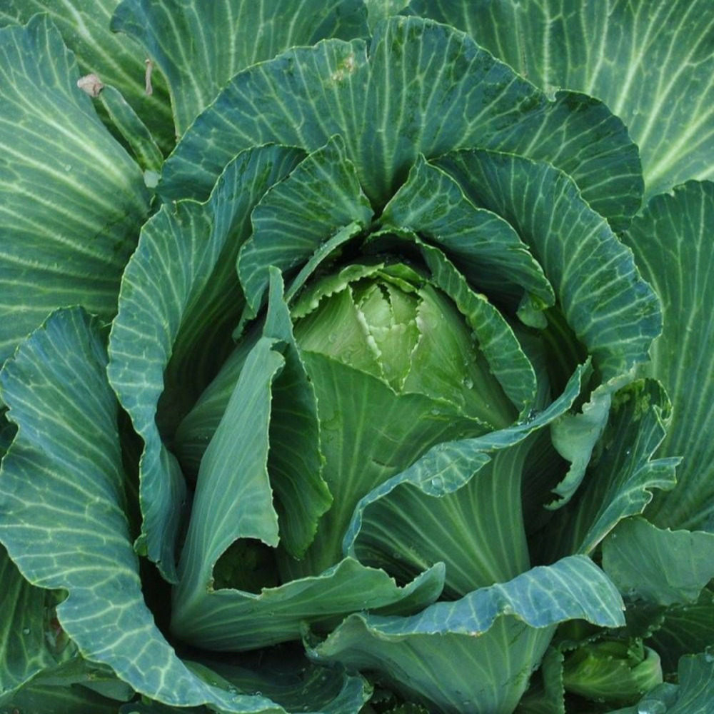 Graines de chou cabus quintal d'alsace - vilmorin sachet