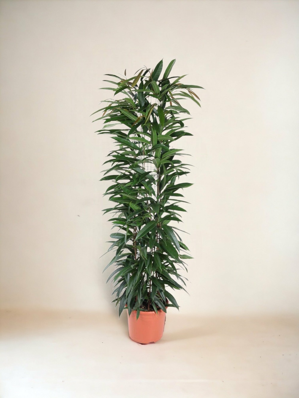 Plante d'intérieur - ficus alii king - 150 cm - ø29 150cm - plante d'intérieur 150cm