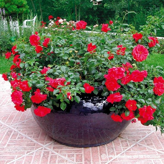 Rosier 'kadora' ®